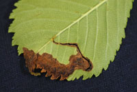 Image: Elm flea weevil 3