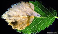 Image: Elm leafminer 1