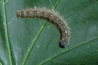Image: Forest tent caterpillar 3