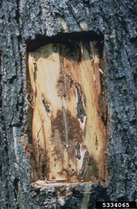 Image: Native elm bark beetle 2