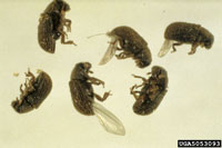 Image: Native elm bark beetle 3