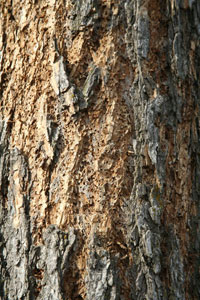 Image: Native elm bark beetle 1
