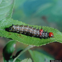 Image: Redhumped caterpillar 2