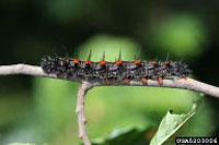 Image: Spiny elm caterpillar 3