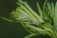 Balsam twig aphid 2