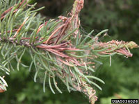 Spruce budworm 1