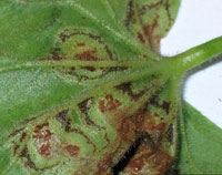 Geranium rust 2