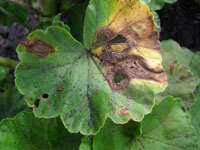 Gray mold leaf 1