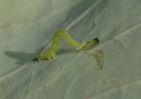 Cabbage looper caterpillar 1