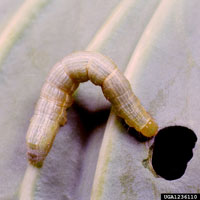 Cabbage looper caterpillar 2