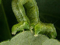 Cabbage looper caterpillar 3