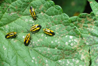 Four-lined plant bugs 3