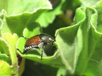 Japanese beetle 2