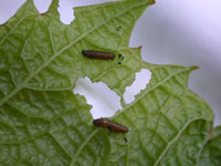 Image: Grape Flea Beetle 3