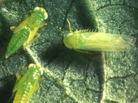 Image: Leafhoppers 1