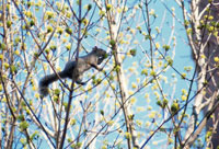 Image: Gray squirrels 2