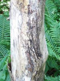 Image: Armillaria root rot 2