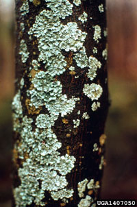 Image: Lichens 1