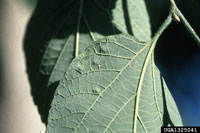 Image: Hackberry blister gall 3