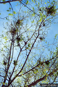 Image: Witches' broom gall 2