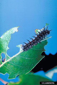 Image: Spiny elm caterpillar 1