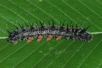 Image: Spiny elm caterpillar 2