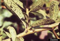 Image: Tarnished Plant Bug 1