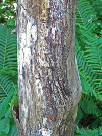 Armillaria root rot 2