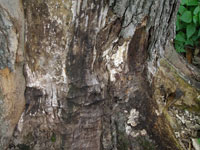 Armillaria root rot 2