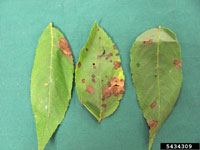 Gnomonia leaf spot 1