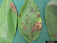 Gnomonia leaf spot 2
