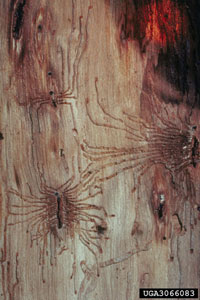 Hickory bark beetle 2