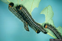 Yellownecked caterpillar 1