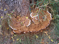 Image: Ganoderma root and butt rot 1
