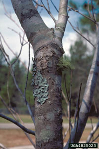 Image: Lichens 1