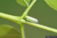 Image: Honeylocust leafhopper 2