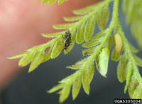Image: Honeylocust leafhopper 3