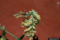 Image: Honeylocust pod gall midge 2