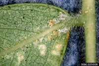 Image: Honeylocust spider mites 2