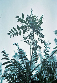 Image: Honeylocust plant bug 1