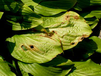 Image: Leaf Spot 1