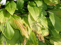 Image: Leaf Spot 3