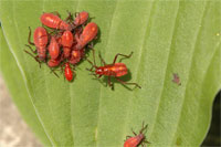 Image: Boxelder bug nymphs 2