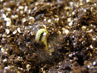Collapsed seedling 2
