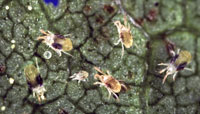 Two-spotted spider mites 2