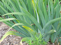Image: iris leaf spot 1