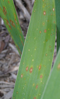 Image: iris leaf spot 2