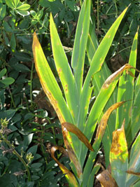 Image: iris leaf spot 3