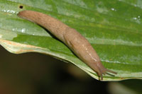 Image: slugs 2