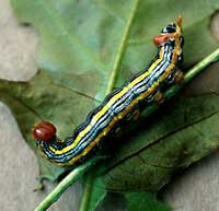 Image: Eastern Tent Caterpillar 2